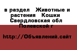  в раздел : Животные и растения » Кошки . Свердловская обл.,Полевской г.